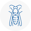 Cumbernauld Wasp Nest Removal